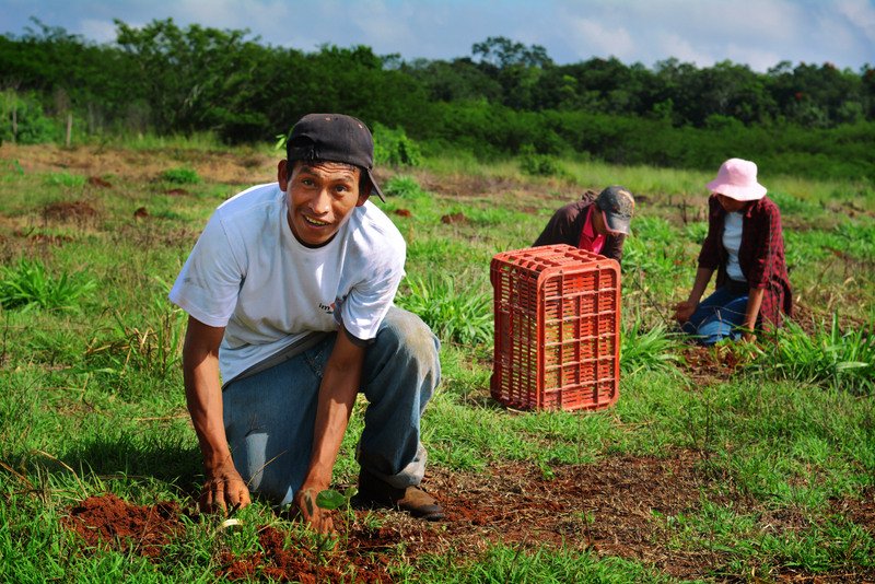 TheTreeHub's tweet image. Projet de #reforestation dans la Péninsule du #Yucatán au #Mexique - thetreehub.com/projets/nos-pr…