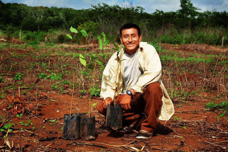 TheTreeHub's tweet image. Projet de #reforestation dans la Péninsule du #Yucatán au #Mexique - thetreehub.com/projets/nos-pr…
