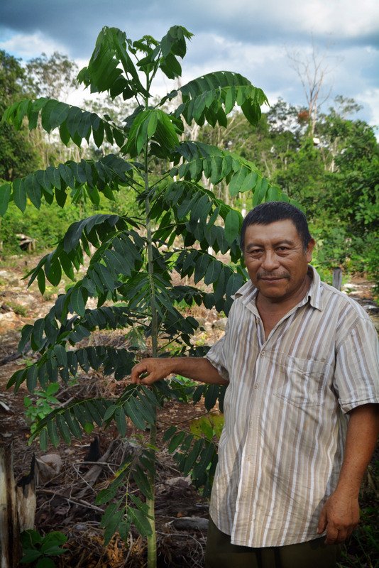 TheTreeHub's tweet image. Projet de #reforestation dans la Péninsule du #Yucatán au #Mexique - thetreehub.com/projets/nos-pr…