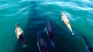 ONELONEDOLPHIN's tweet photo. @CoveGuardians #visualization #boats are coming back #NOTinFormation !!! #OpVmrBlueCove https://t.co/OlS25OTSBk