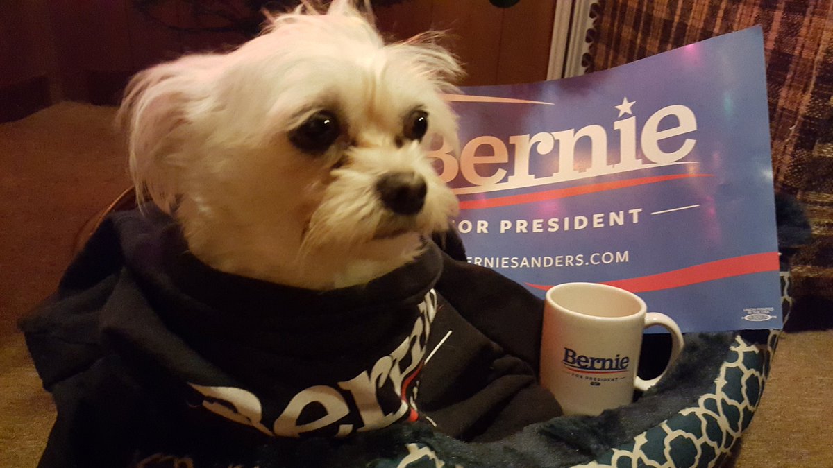 CampsNP's tweet photo. @Dogs4Sanders .Aren't YOU nervous??#CaucusForBernie https://t.co/aYjNh8Iuxp