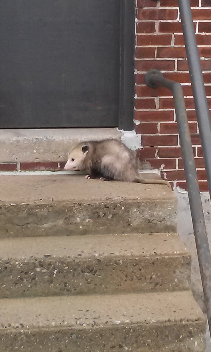 colinbyork's tweet photo. I was greeted by this little guy this morning. #wildlife #citylife https://t.co/LiylTFCVfo
