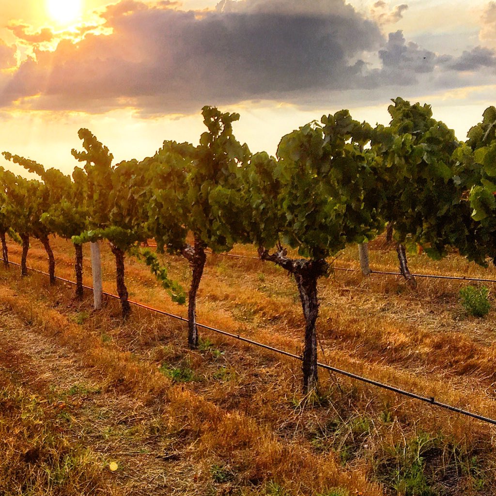 Not long now until the white grape's harvest