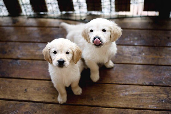 Dog and Kitty tweet media