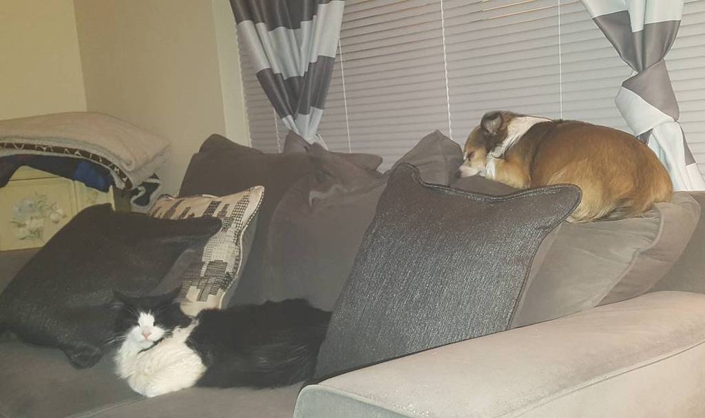 Chatchatcatcat's tweet photo. Lazy bums...don't even have jobs! #oreo #reeses #mykidshavepaws #bums #bummingaround #catsofinstagram #catstagram #… https://t.co/RPxSjTET1F