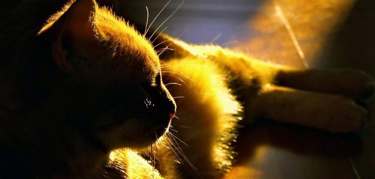 Adoptalos Chile tweet media