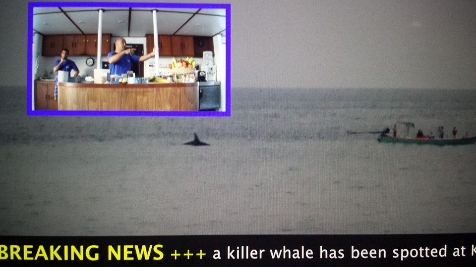 WhiteManta1's tweet photo. Orca spotted at Koh Bon in the Similan islands!! https://t.co/wVeLBXlwcG