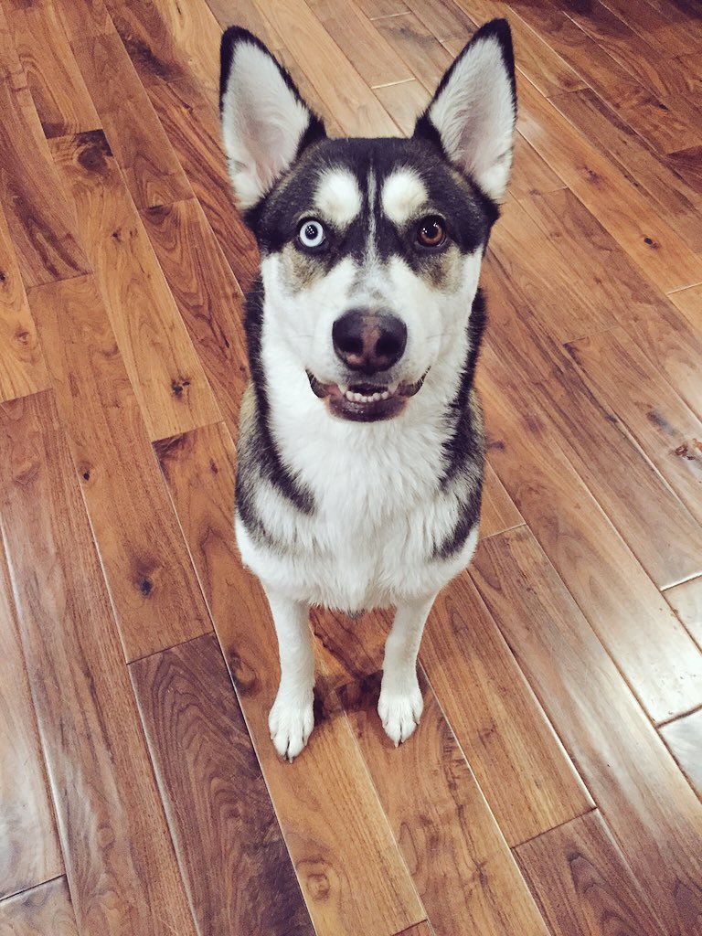 JoeyGraceffa's tweet photo. Just had a talk with Wolf about his holiday weight gain..he's not happy about having to go on a diet. NO MORE 🍰🍕🍫🌭🍭🍔 https://t.co/6U04TKDiN1