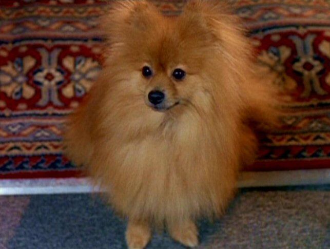 supernatcast's tweet photo. @thexfiles Skully mentioned Queequegs from "Clyde Bruckman's Final Repose"
#xfiles #thexfiles #agentskully https://t.co/NvZ2U4ckEH