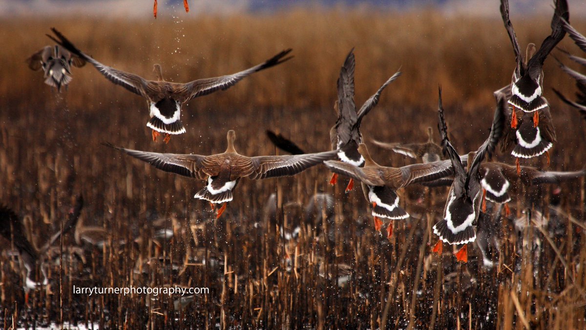 It's almost time for the Winter Wings Festival! Happening President's Day weekend! #WinterWingsFestival