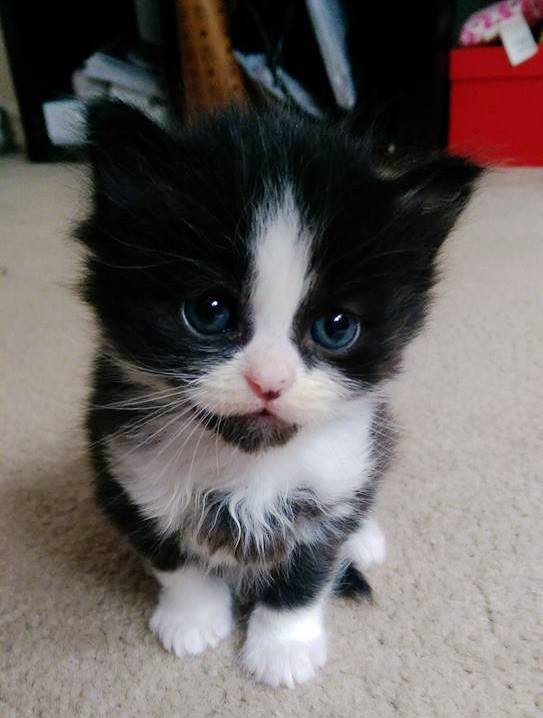 CutestPaw's tweet photo. Little Oreo :)
https://t.co/Z2wBYAcDpo https://t.co/gXUYAcGhYf