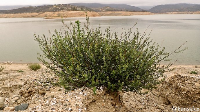 西部劇映画で荒野のシーンによくコロコロ転がっている枯れ草、アレが