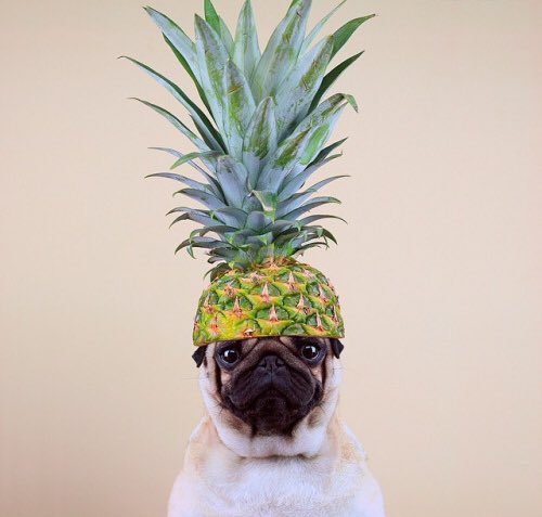 OhWowThatsAwk's tweet photo. if you're having a bad day, here are some pics of dogs wearing pineapples as hats https://t.co/U8xwqu4C1O