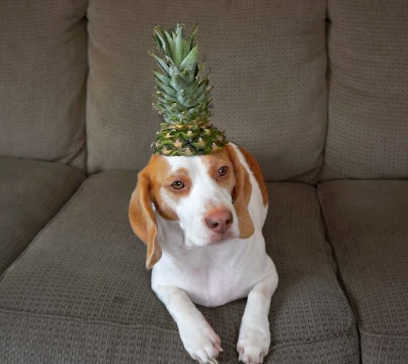 OhWowThatsAwk's tweet photo. if you're having a bad day, here are some pics of dogs wearing pineapples as hats https://t.co/U8xwqu4C1O