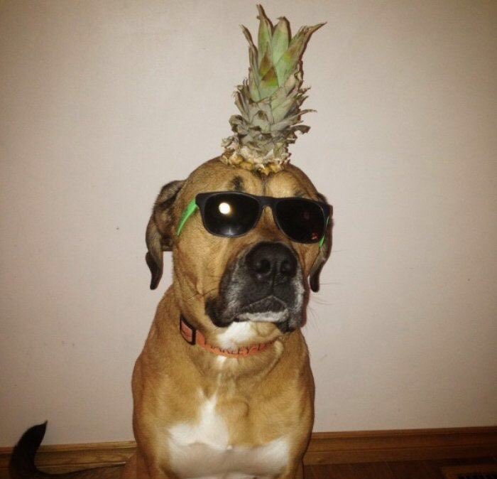 OhWowThatsAwk's tweet photo. if you're having a bad day, here are some pics of dogs wearing pineapples as hats https://t.co/U8xwqu4C1O