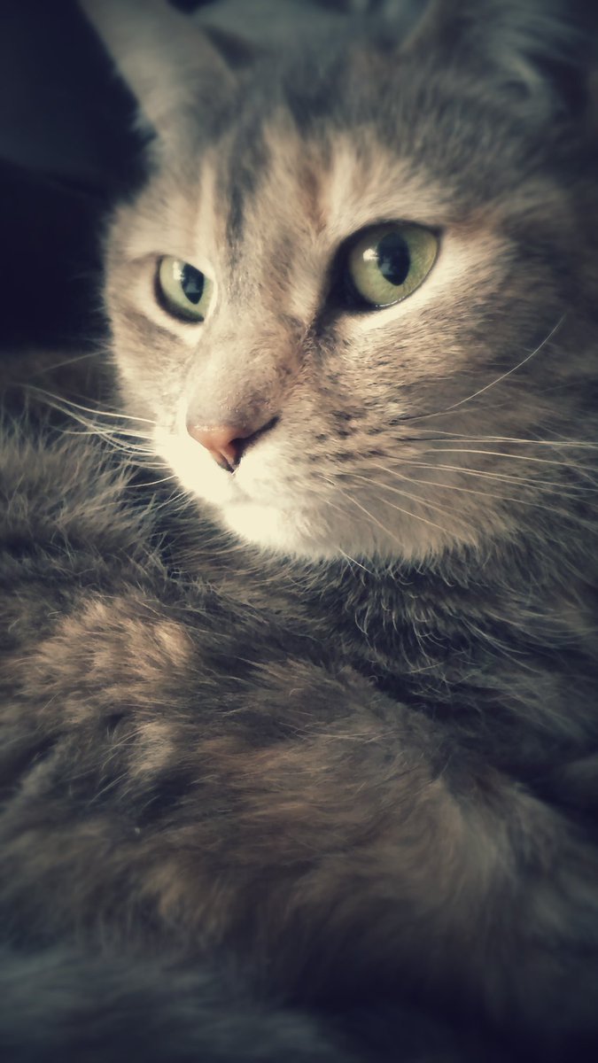 nilesformiles's tweet photo. Deep in thought #stunning #selfie #wlf #CatsOfTwitter https://t.co/g85alAwzAv