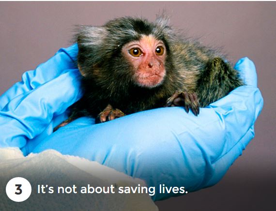 AnimalsAus's tweet photo. 7 big secrets about primate experiments in Australia: https://t.co/DkFkXYsnWW #BanPrimateTesting https://t.co/AUtZpvFrrD