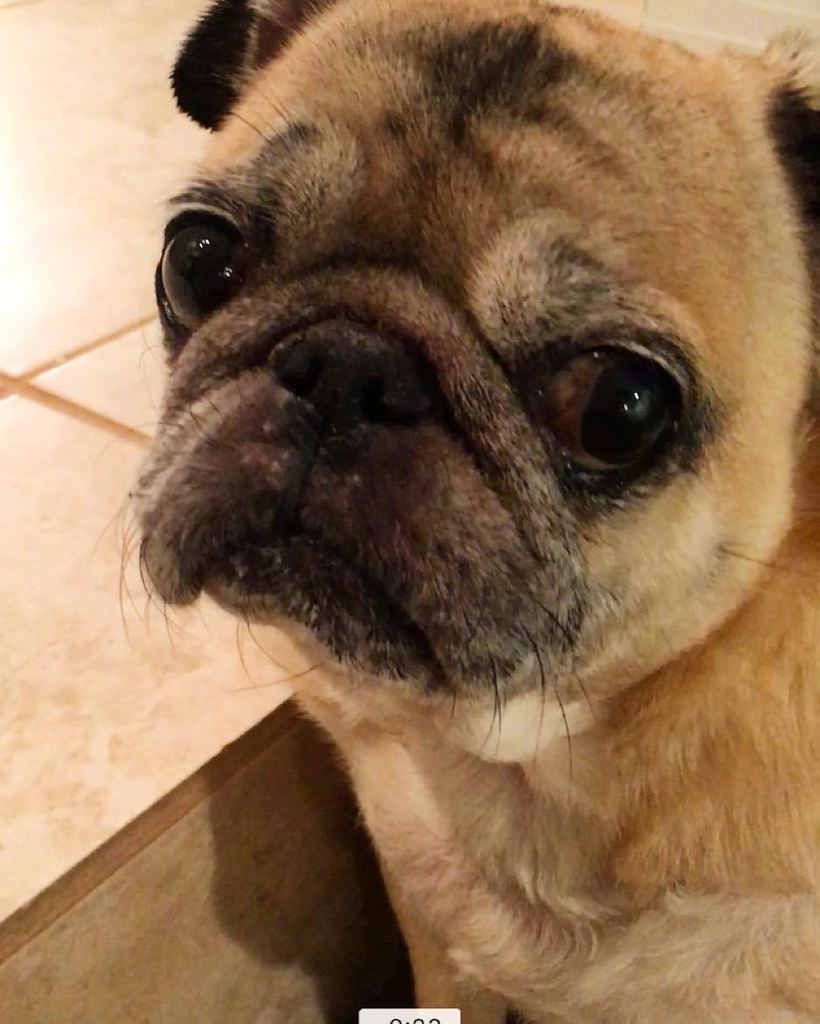 Puglee_Pug's tweet photo. That's the look, the look of love! #Pugs #Puglife ##PugsOfInstamgram by scottyshow https://t.co/ALmTlVs5XW