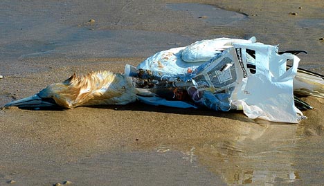 keepthebagaway's tweet photo. Ban plastic bags and help prevent animals like this one from harm. #sb270 #banthebag https://t.co/ZT6oFvwamu