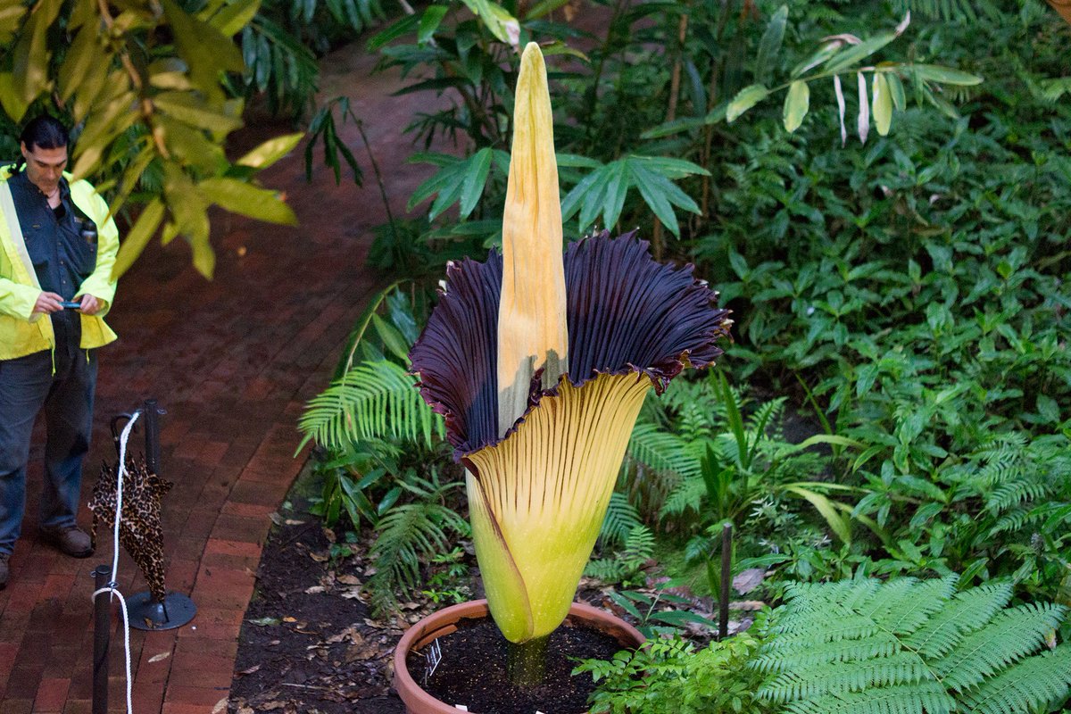 BotGardensSA's tweet photo. Last entry to the Conservatory tonight is 6pm SHARP so we can close by 6:30pm #stinkyBGSA #TitanArum #CorpseFlower https://t.co/yxqnGsEgD8