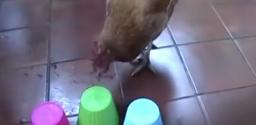 SAFEnewzealand's tweet photo. Just how clever is a chicken? This clever! Enjoy 🐓💕 https://t.co/QPTiyF3Eso https://t.co/5tPdcIebPt