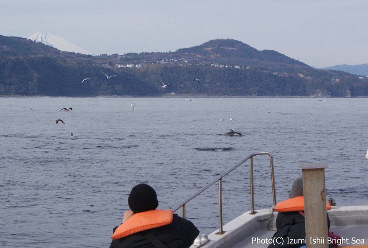 matissecockerpo's tweet photo. Futo/Shizuoka, Japan, people be together watching dolphins on #izumiishii's boat as #Taiji slaughter happens #DolphinAngels https://t.co/DLWRQPjlyk