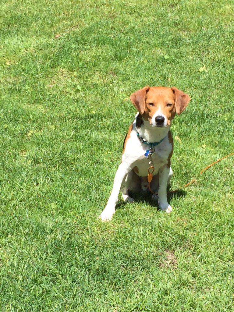 emersonconard's tweet photo. #chip2016 Because it's time for a change in Washington. And maybe a walk. And a nap. And maybe some butt licking. https://t.co/rDGgAclRbz