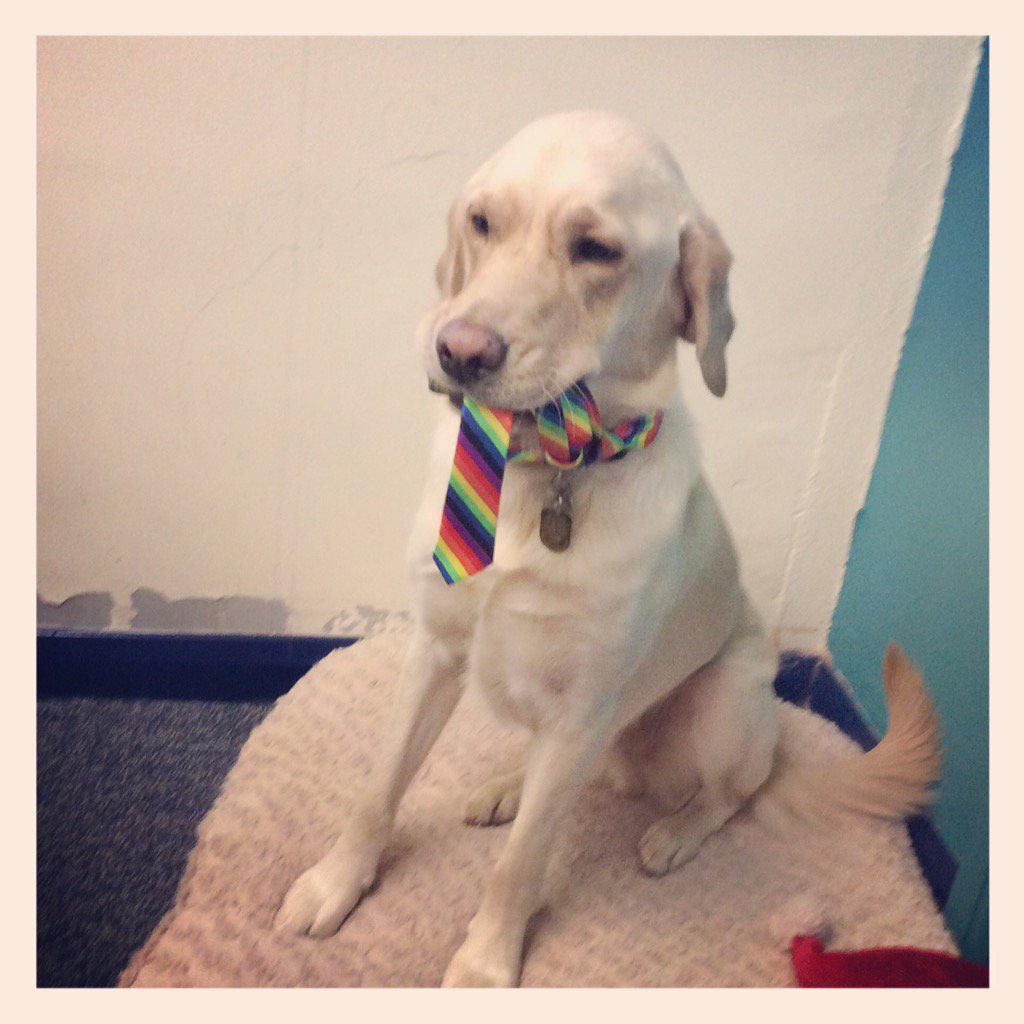 BC__Students's tweet photo. Kingsley is all ready for todays pride celebration #bathcollsu #bathcollege #LGBT #pride https://t.co/q2ULsLYEOo