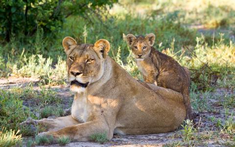 Why zebras matter to lions bit.ly/1SAQHlM #ExploreZambezi