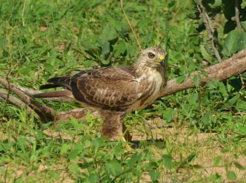 Chobe’s green season birds bit.ly/1SAQPBB #ExploreZambezi
