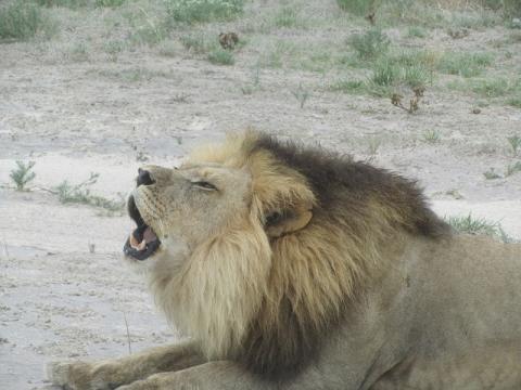 Close encounters in the wild bit.ly/1SAOQxh #ExploreZambezi