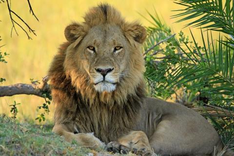 Lions and people in conflict bit.ly/1SAP2N5 #ExploreZambezi