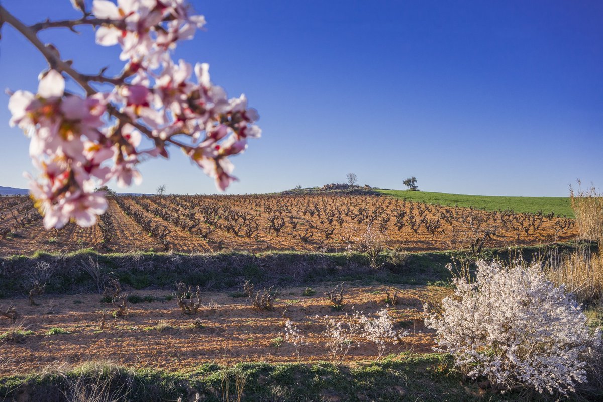 TerritorioBobal's tweet image. Nuestro paisaje es precioso, no crees? Comparte y ayúdanos a dar a conocer nuestro territorio! #PatrimonioHumanidad