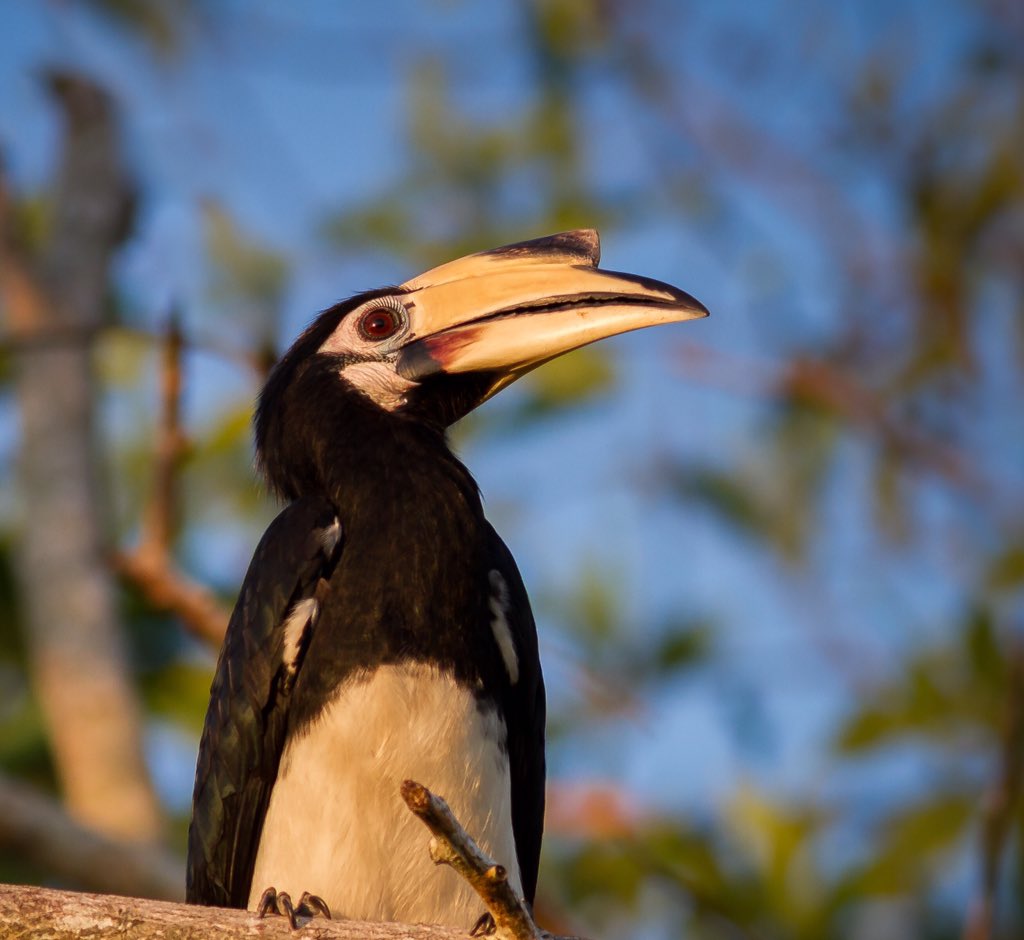 ATM🔸Capture (@amrithapa99) on Twitter photo 