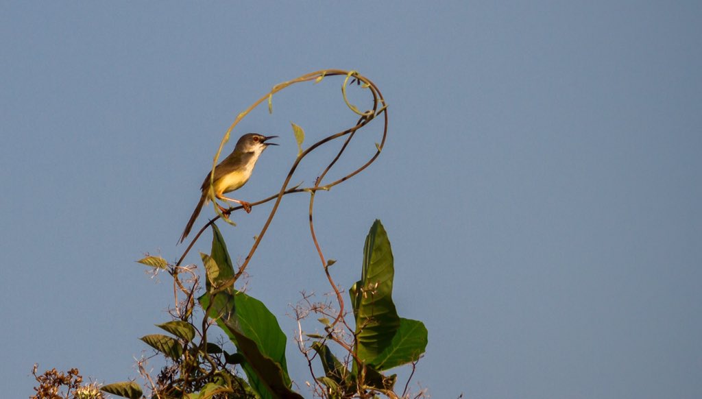 ATM🔸Capture (@amrithapa99) on Twitter photo 