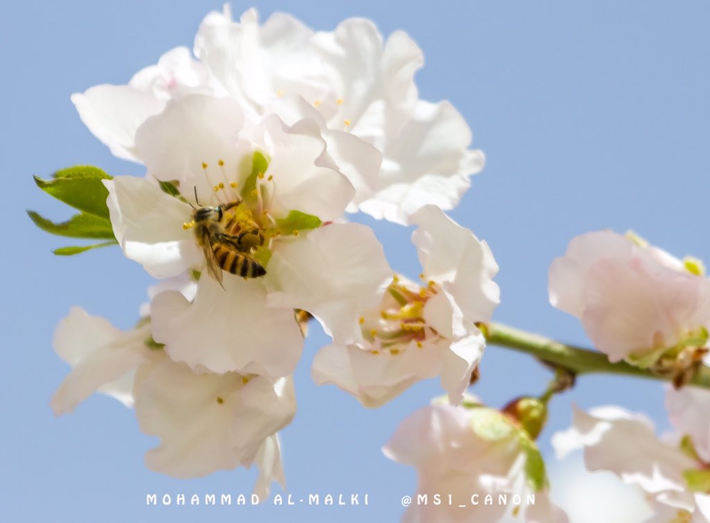ms1_canon's tweet photo. ضمن سلسلة هشتاق #جبل_بثرة 
من قرية قملان اسفل #جبل_ابراهيم في #بني_مالك #بجيلة 
فالمفضله صور ايضاً https://t.co/3KP6Yx9gEZ