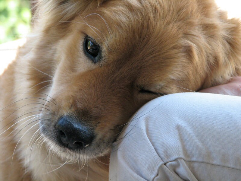 Berti_and_Ernie's tweet photo. When you need someone to care, a dog is there. #dogsarelove https://t.co/QGowv64Oln