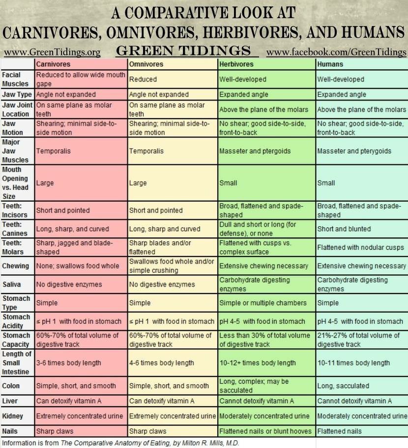 Vegan6's tweet photo. Please RT and spread the word! Humans aren't supposed to be carnivores! #Vegetarian #BeCrueltyFree #GoVegan https://t.co/xStyjkyIH3