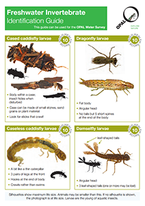 OPALnature's tweet photo. Learn to ID UK species on #WorldWetlandsDay with OPAL's free guides: https://t.co/KgFk0XIyTU https://t.co/UY0PGnLpWr