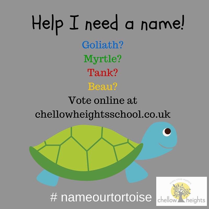 Voting update. It's a close call - just one vote between the leader Myrtle with Beau in 2nd place! #nameourtortoise