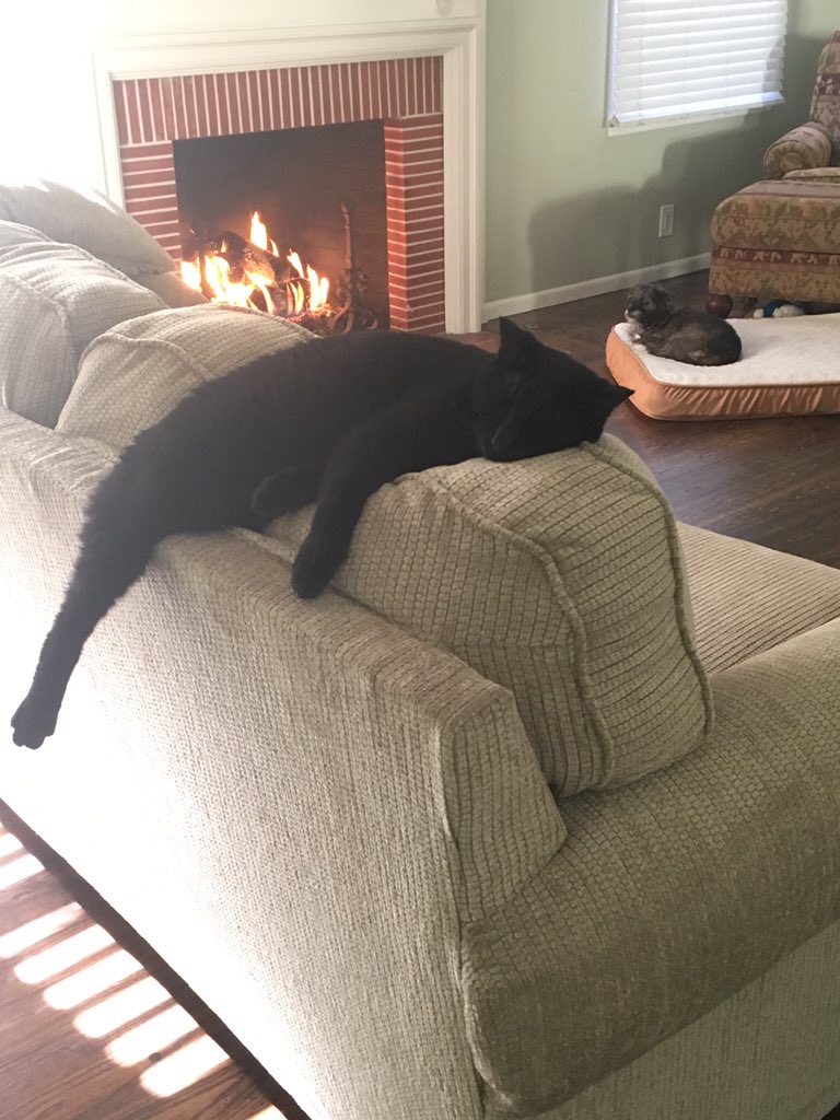 CarpVision's tweet image. #relaxedJack   Oh yea Jack has found his spot!