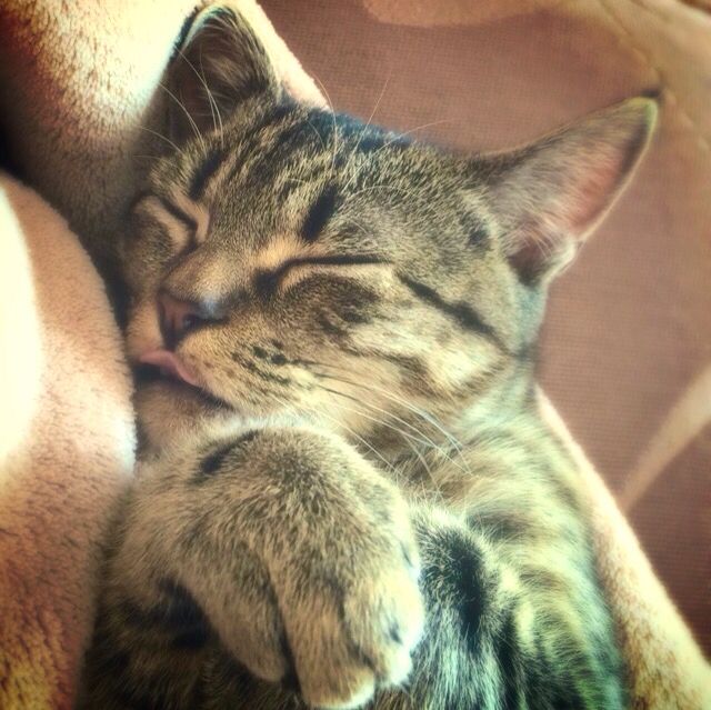 _Giogy_'s tweet photo. E lui dorme ancora beatamente! #amore #cat #gatto #vitadagatto #sleep #fusa #amore https://t.co/OmRht8k2xa