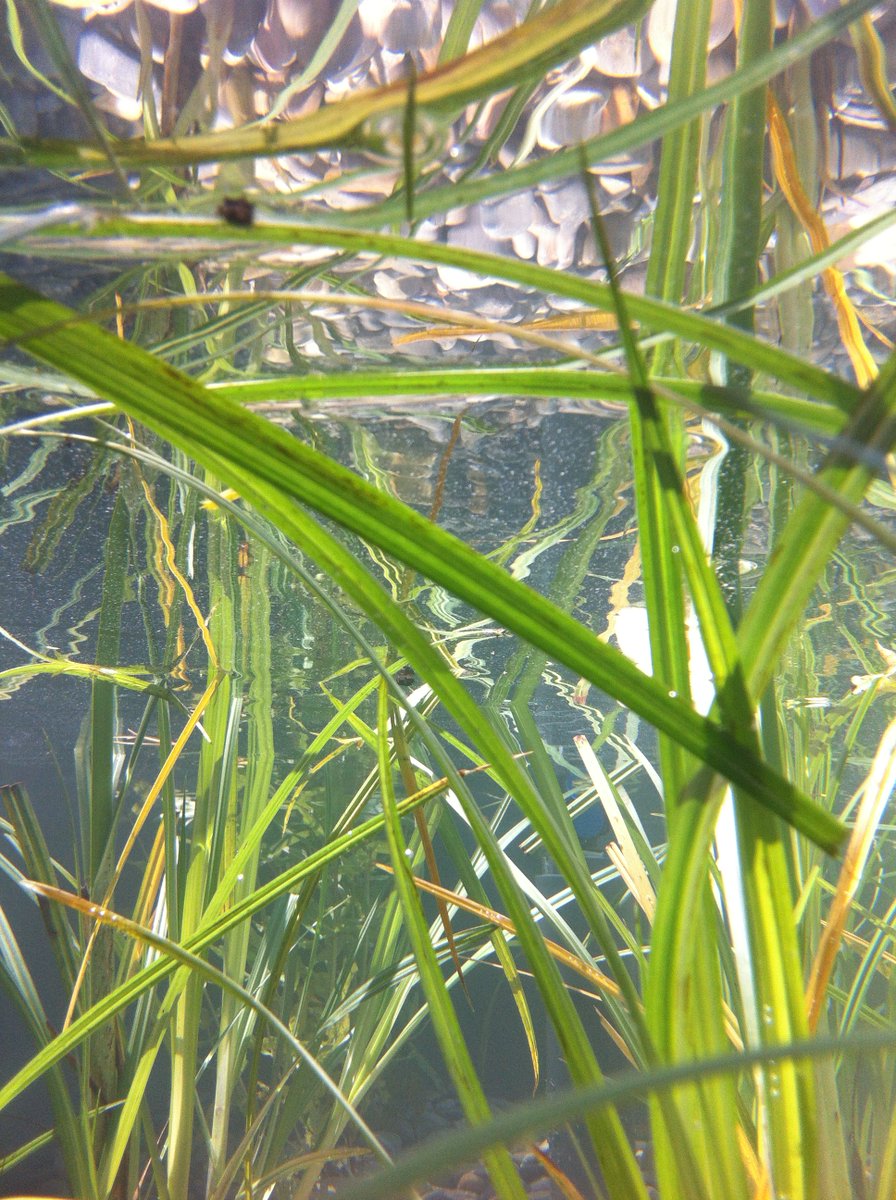 APNaturales's tweet image. Los humedales purifican naturalmente el agua son la base de #piscinasnaturales 2Feb buen #WorldWetlandsDay