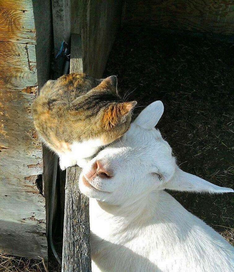 pure_p4's tweet image. @WineULoveMe Good morning sweet Wine💗 Lovely day too💗🐰🐱🐹💗