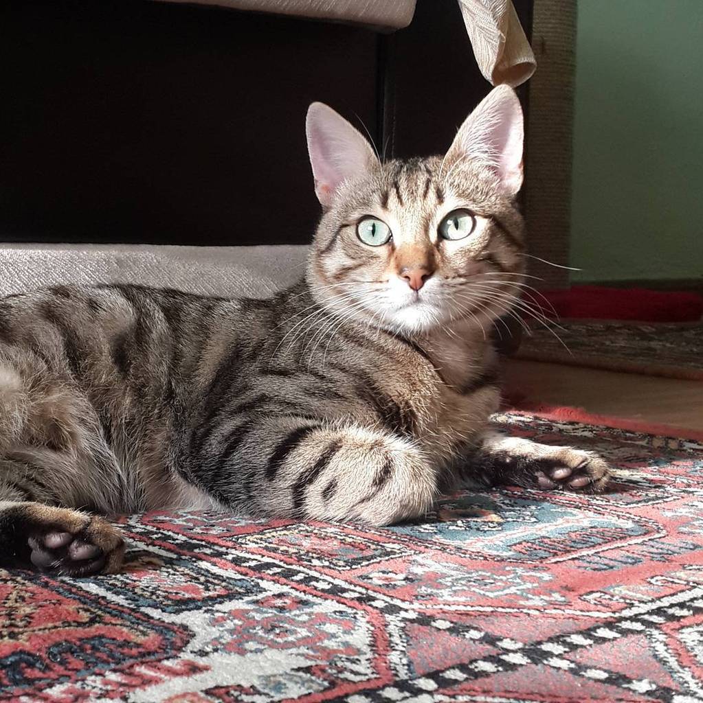 Chatchatcatcat's tweet photo. 😺 #dobby #dobbythecat #cat #catstagram #catslover #instacat #catsofinstagram #harrypotter #harrpotterfan #animal #v… https://t.co/SL058QxLNh