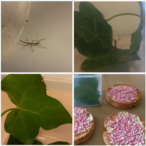 Bron: OBS De Zuidwester