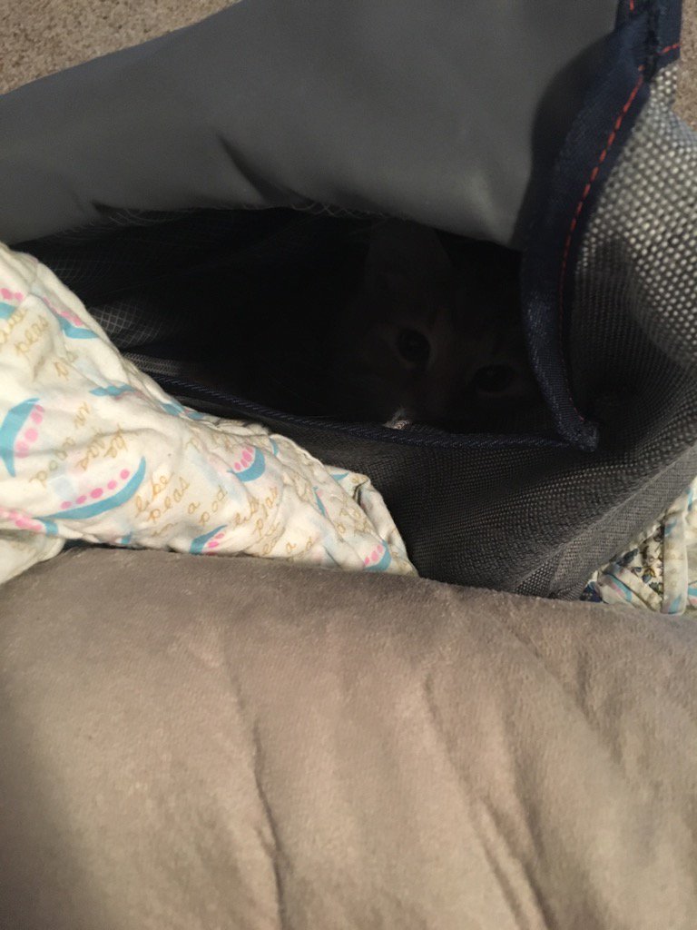 TNoelN's tweet photo. There's a cat in my backpack #studybuddy #CatsOfTwitter #LittleMonster #tuesdays https://t.co/sumgNWQYvJ