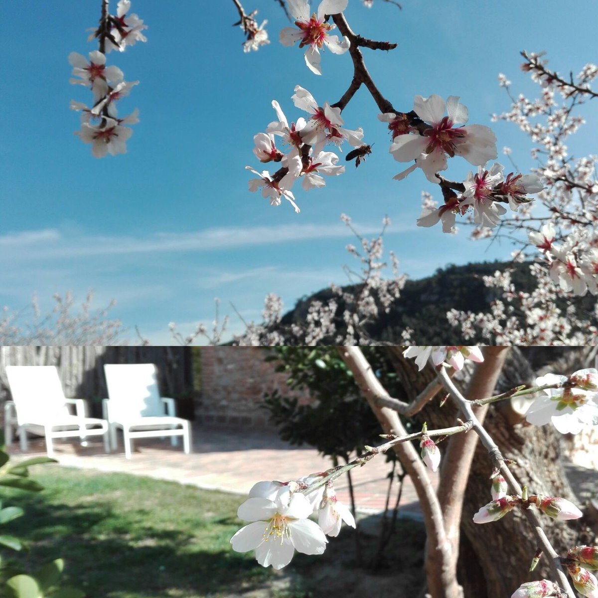 MasMariassa's tweet photo. Vine el proper cap de setmana a l'Hotel i endú-te un trosset de primavera a casa! https://t.co/jmsJN9SbWD https://t.co/Fdbw48ONHx