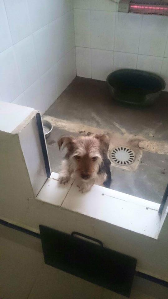 Susse_Sus's tweet photo. Urge #acogida o #adopción para salvar su vida. ENTREGADOS EN LA PERRERA POR SU DUEÑA PARA SACRIFICARLOS! Pls #RT https://t.co/fdLqTvIsMa
