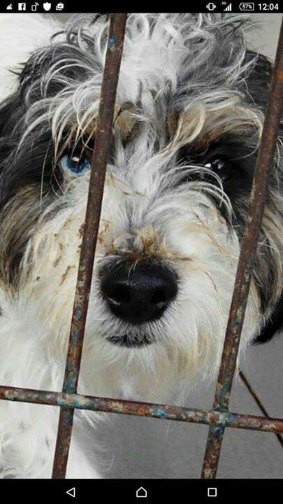 Susse_Sus's tweet photo. Urge #acogida o #adopción para salvar su vida. ENTREGADOS EN LA PERRERA POR SU DUEÑA PARA SACRIFICARLOS! Pls #RT https://t.co/fdLqTvIsMa